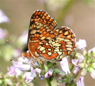 CHECKERSPOT, NORTHERN (Chlosyne palla) (6-28-2021) mile 7.3 clearing, jawbone road, smith river nat rec area, del norte co, ca -03