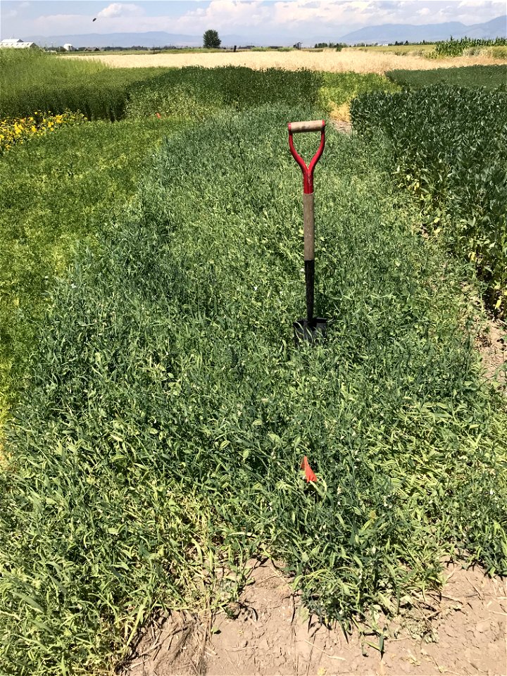 Chickling Vetch