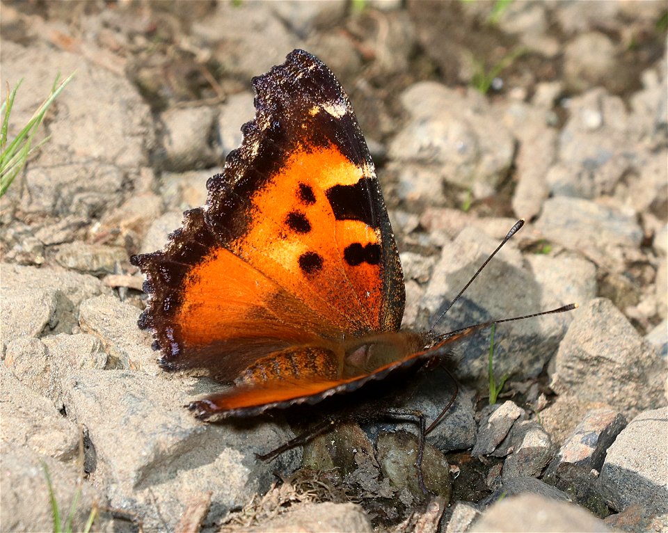 TORTOISESHELL, CALIFORNIA (Nymphalis californica) (6-28-2021) 4900 ft, bear basin meadow, smith river nat rec area, del norte co, ca -03
