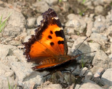 TORTOISESHELL, CALIFORNIA (Nymphalis californica) (6-28-2021) 4900 ft, bear basin meadow, smith river nat rec area, del norte co, ca -03