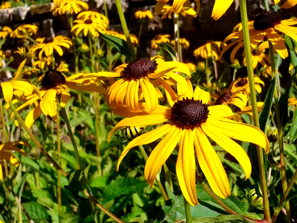 Black-eyed Susans at D.C. Booth Historic National Fish Hatchery
