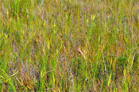 Whorled milkweed