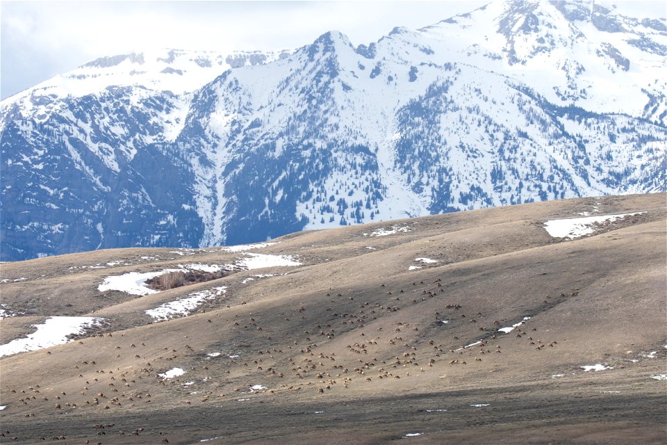 Wintering Elk on the National Elk Refuge