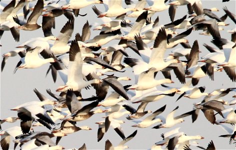 Light Goose Migration at the Huron Wetland Management District South Dakota photo