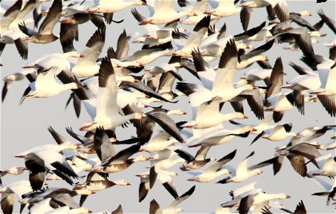 Light Goose Migration at the Huron Wetland Management District South Dakota