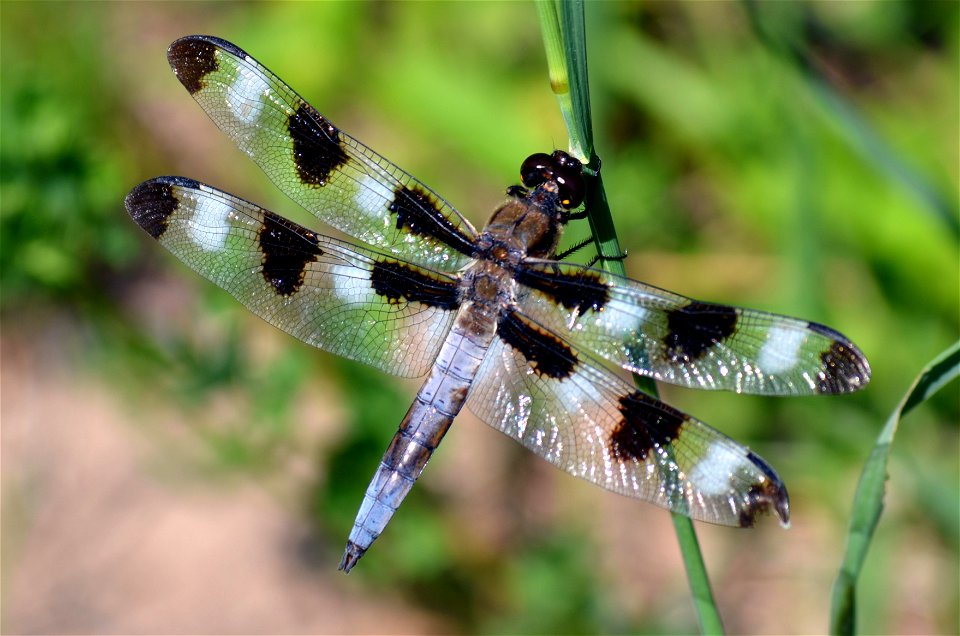 Twelve-spotted skimmer