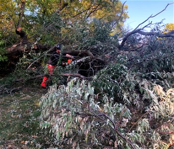 Invasive Plant Removal on Air Force Base