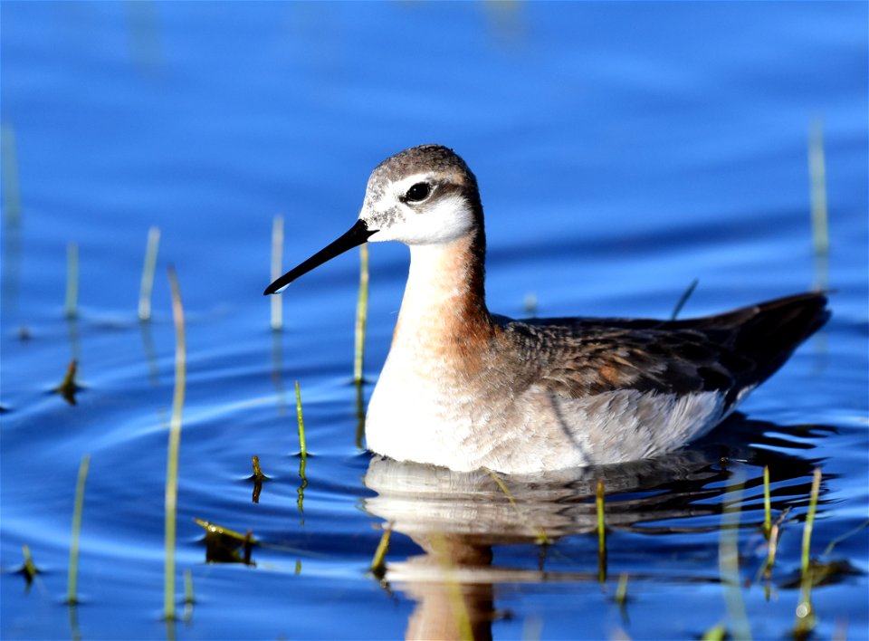Wilson's phalarope at Seedskadee National Wildlife Refuge