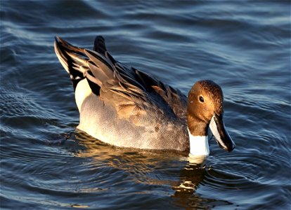 036 - NORTHERN PINTAIL (12-04-2021) convention center, south padre island, cameron co, tx -02 photo