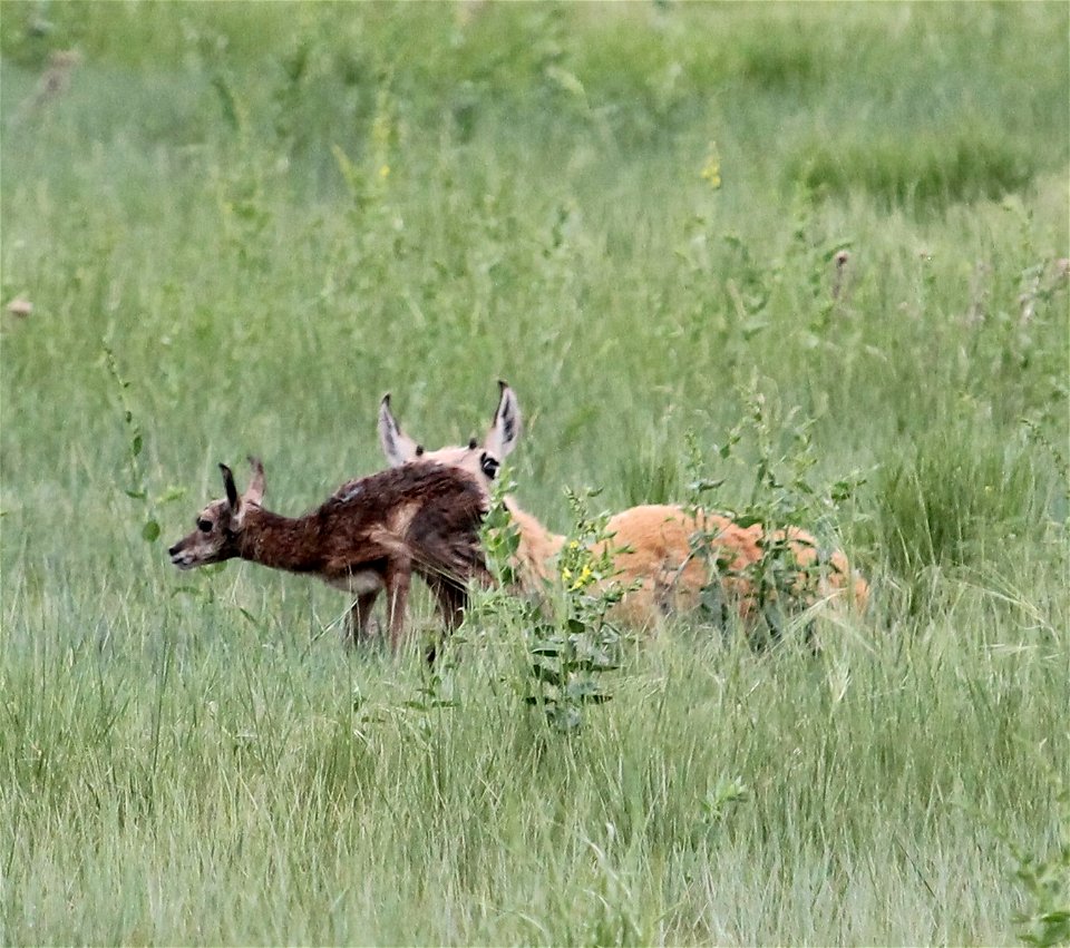 Pronghorn with Fawn