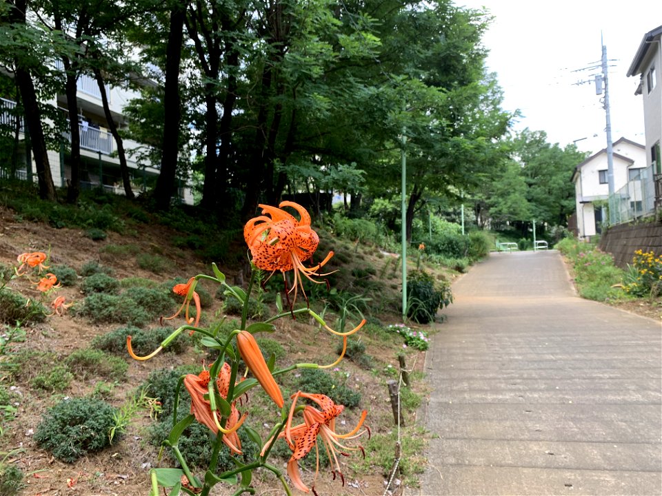 Shimosato in Higashikurume-shi