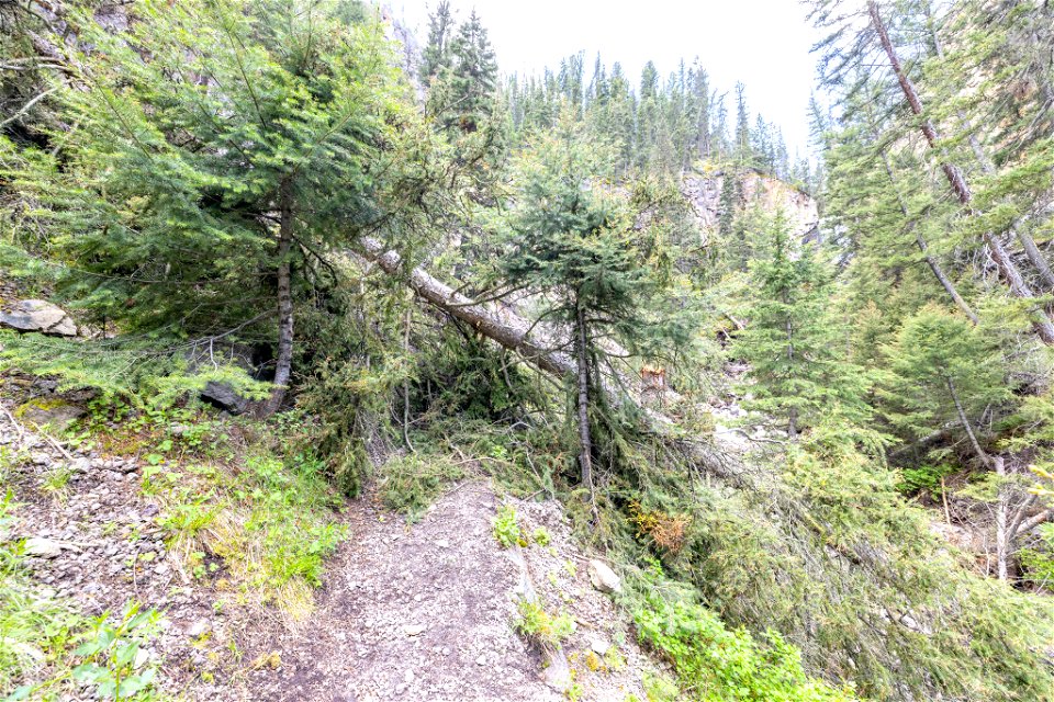 Yellowstone flood event 2022: Roosevelt Lodge Lost Lake Trail with tree fall