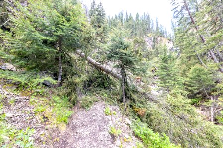 Yellowstone flood event 2022: Roosevelt Lodge Lost Lake Trail with tree fall