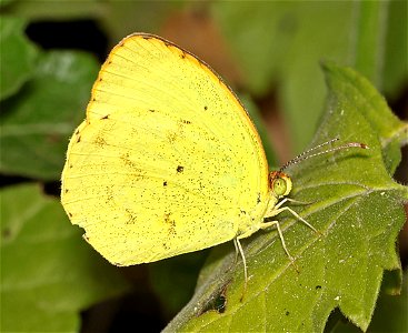 YELLOW, MIMOSA (Eurema nise) (02-26-2023) national buttrtfly center, palmview, hidalgo co, tx -02