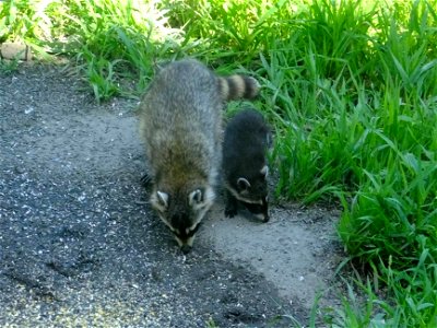 Raccoon Mother and Young