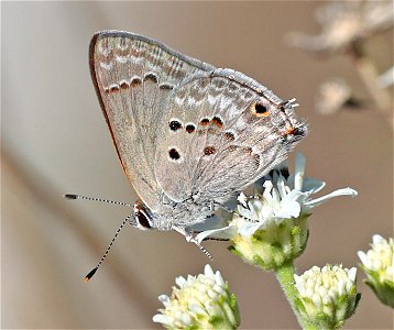 HAIRSTREAK, MALLOW-SCRUB (Strymon istopia) (12-26-2022) national butterfly center, mission, hidalgo co, tx -01