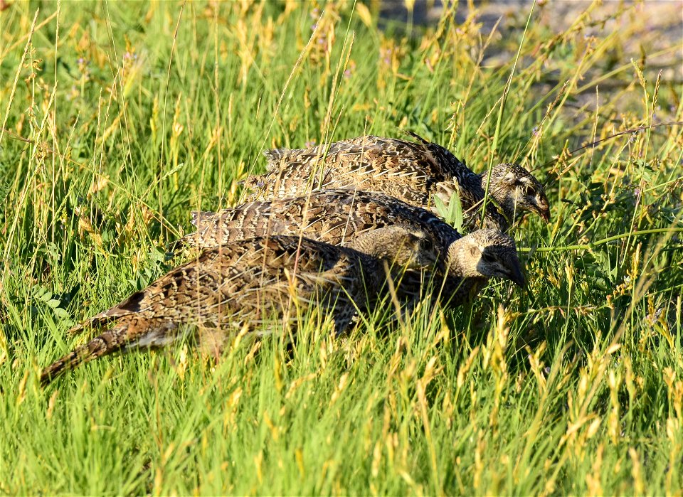 Greater sage-grouse at Seedskadee National Wildlife Refuge