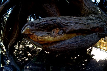 Pareidolia