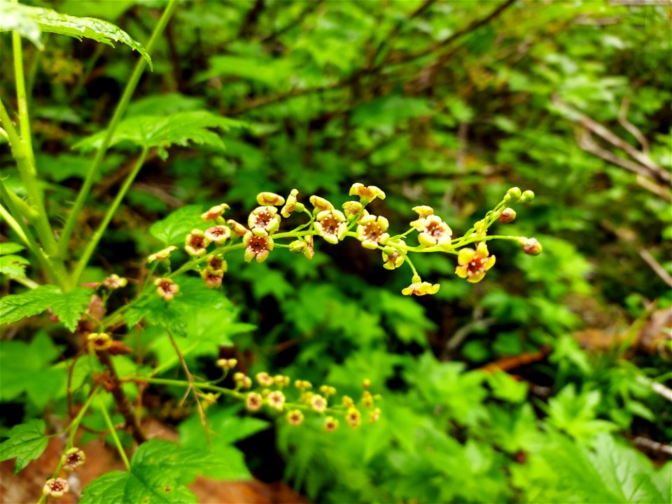 Stink currant along the Big Four Trail, Mt. Baker-Snoqualmie National Forest. Photo by Anne Vassar June 9, 2021.