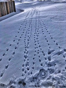 Prairie Chicken Highway