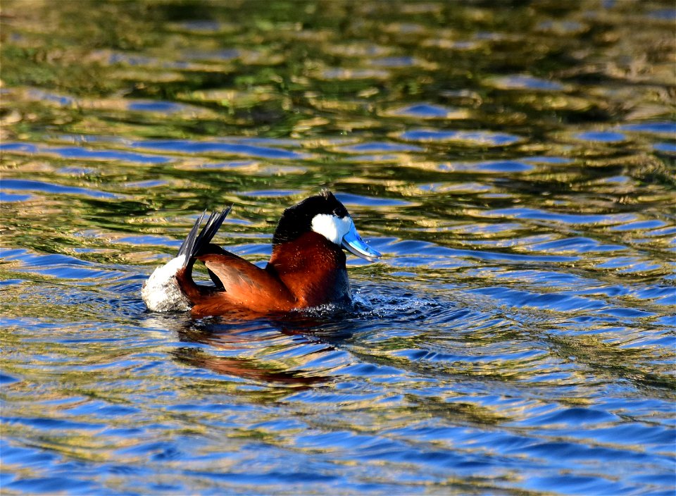 Ruddy duck at Seedskadee National Wildlife Refuge