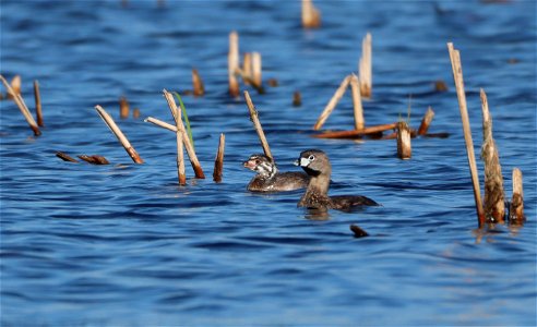 Pied-billed Grebe adult and juvenile Huron Wetland Management District photo