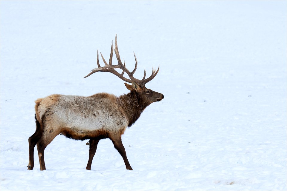 Elk on the National Elk Refuge