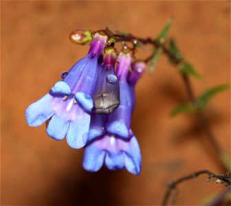 Penstemon heterophyllus (Foothills penstamon) (06-10-2022) near gasquet, del norte co, ca -04