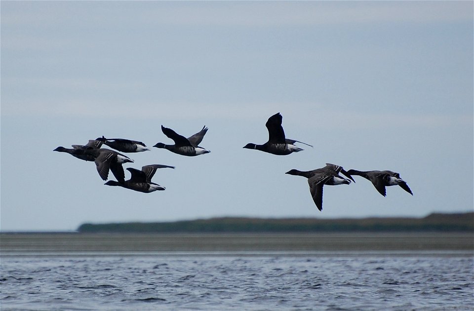 Brant