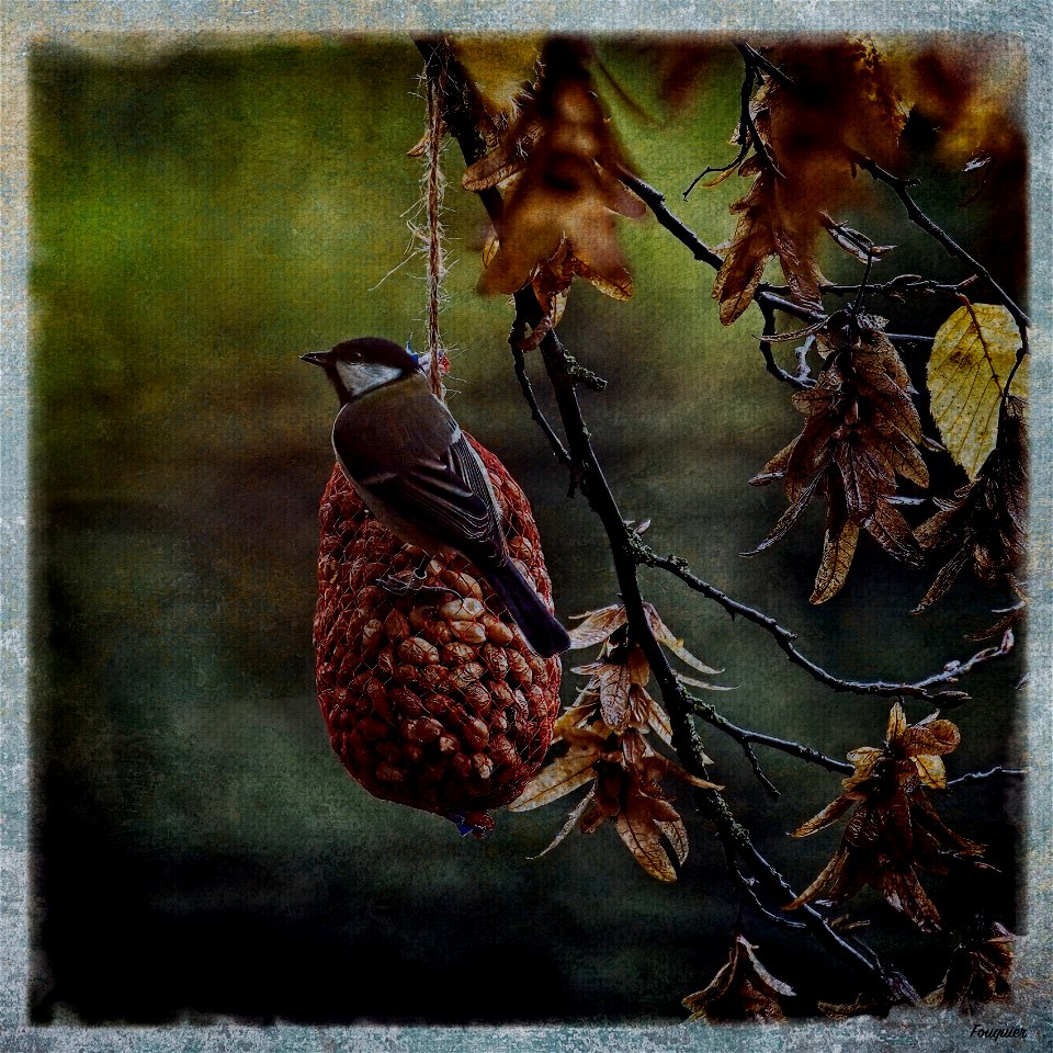 Study of a Garden Bird