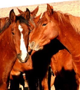 Wild horses from BLM-managed public lands