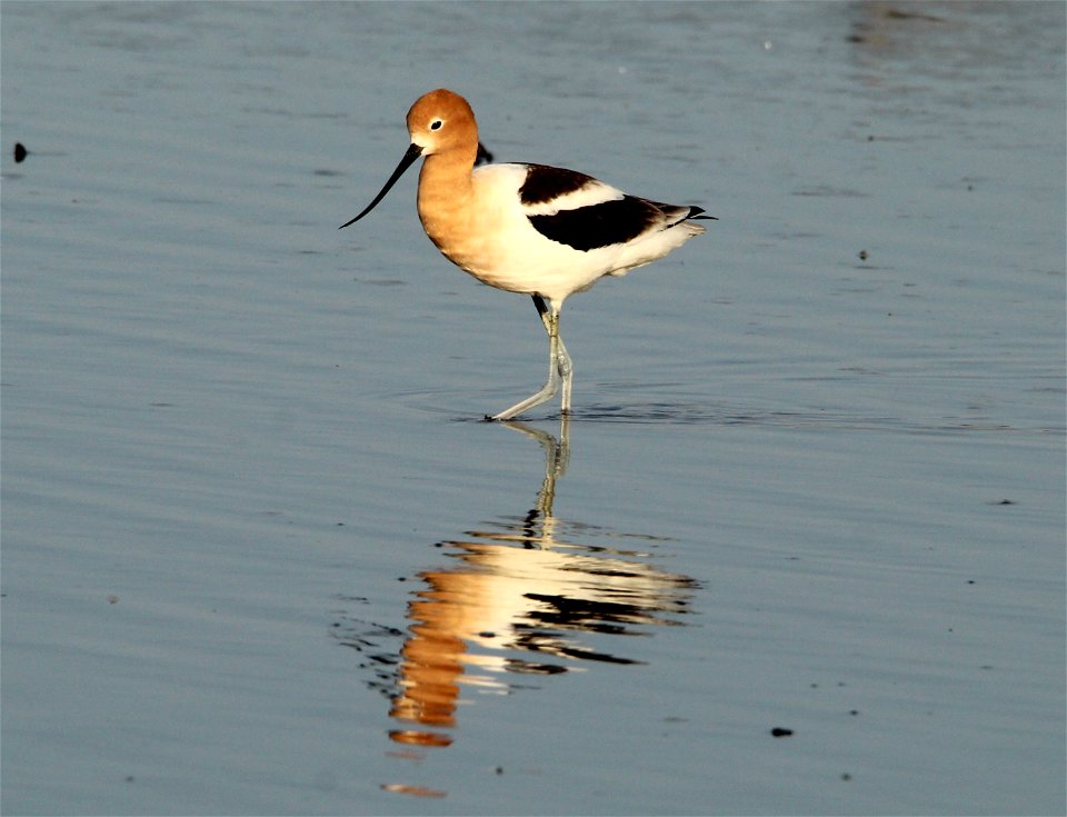 American Avocet Huron Wetland Management District, South Dakota