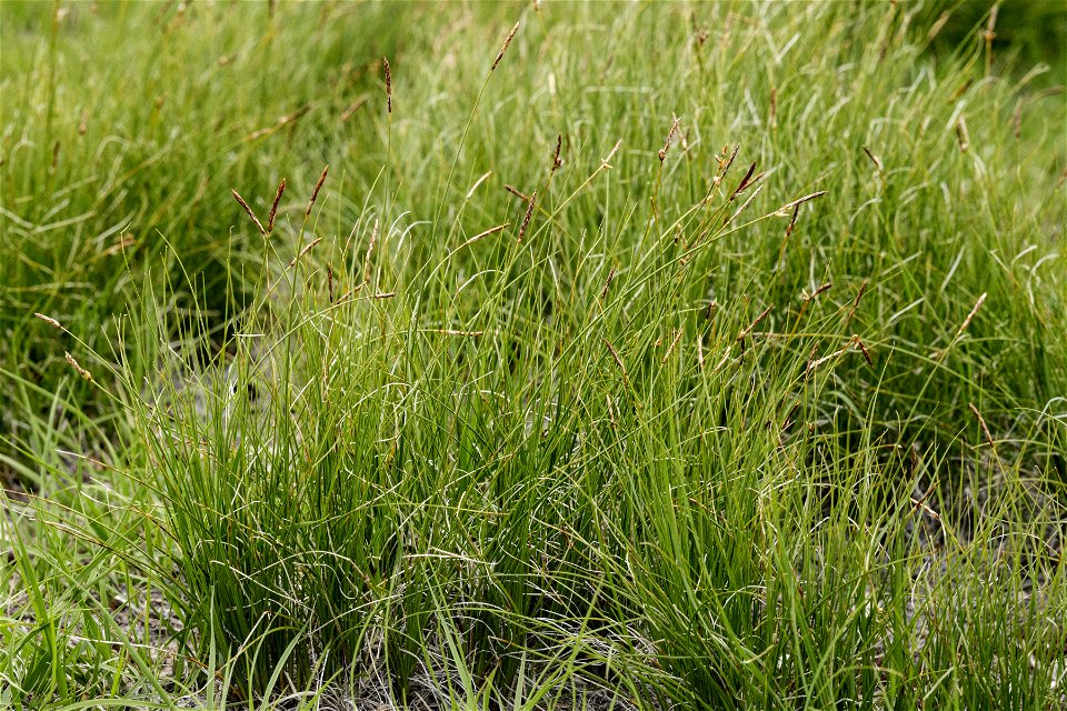 Carex filifolia