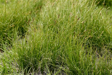 Carex filifolia