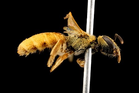 Lasioglossum vierecki, f, MA, right_2021-07-29-15.28.04 ZS PMax UDR