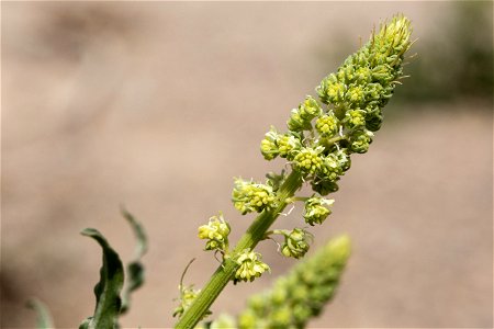 Reseda lutea