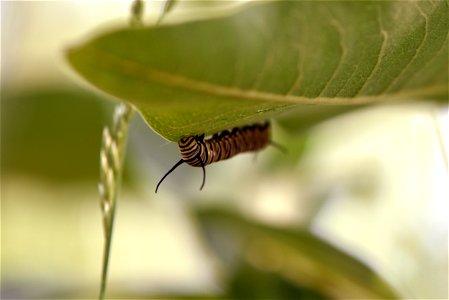 Monarch caterpillar on common milkweed photo