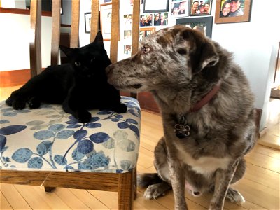 Cat and Dog Act 2: The Smooch photo
