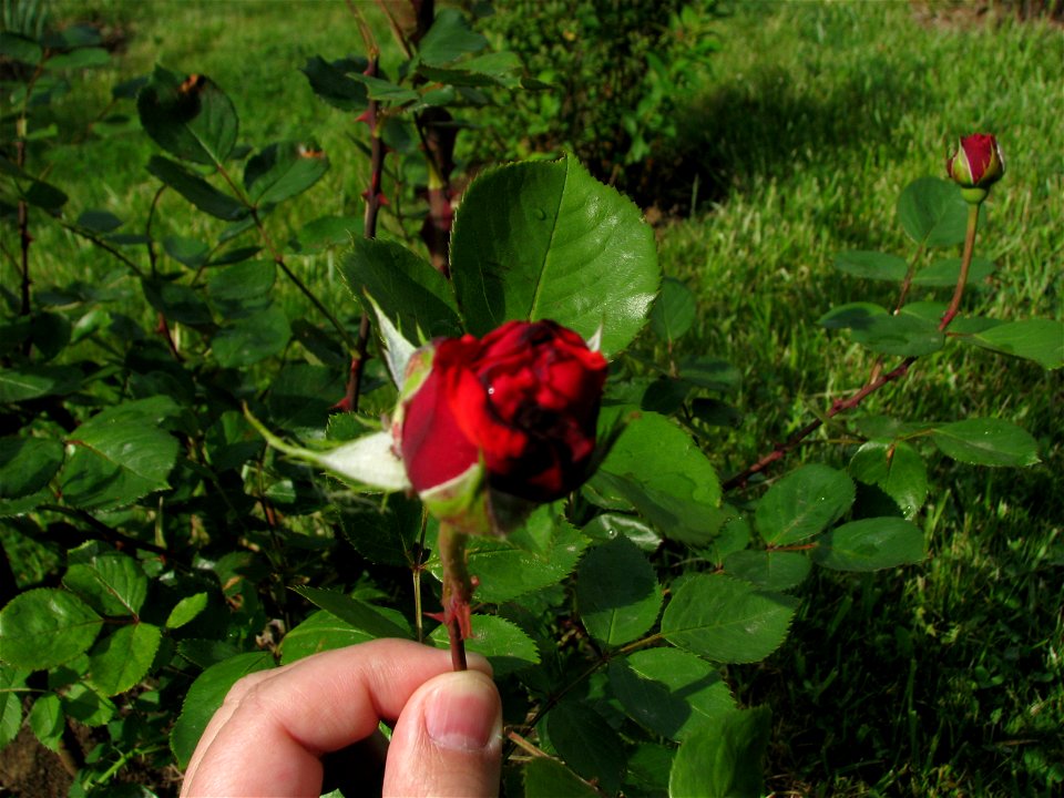 trandaf-rosu2009_0515_084248