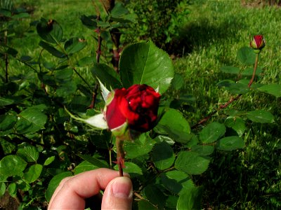 trandaf-rosu2009_0515_084248