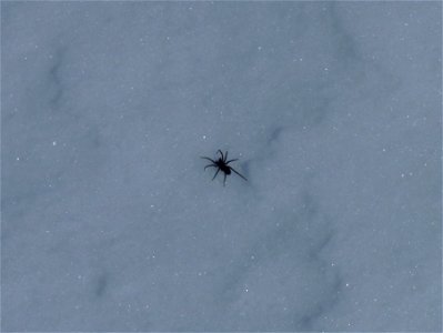 Spider on snow photo