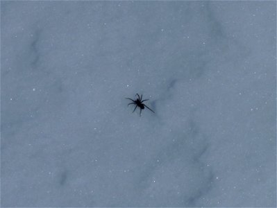 Spider on snow