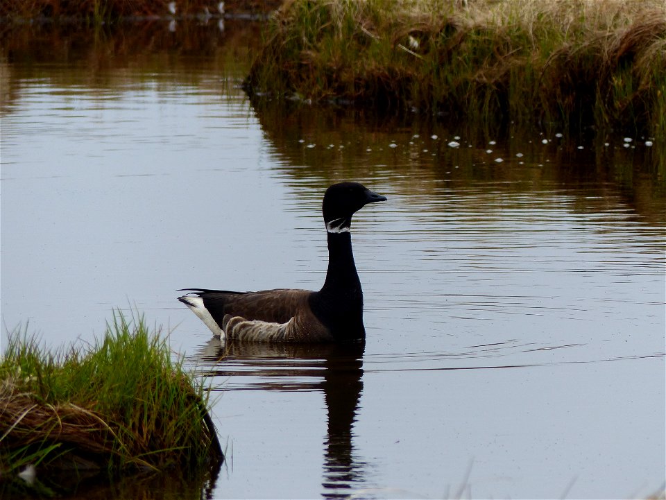 Black Brant photo