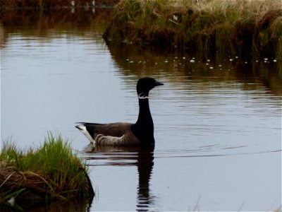 Black Brant