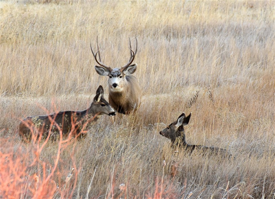 Mule deer at Seedskadee National Wildlife Refuge