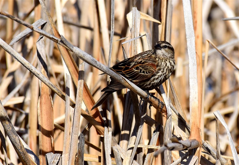 Red winged blackbird at Seedskadee National Wildlife Refuge
