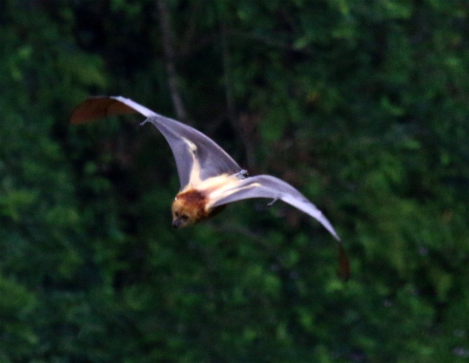 Pteropus niger 2