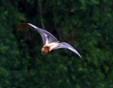 Pteropus niger 2