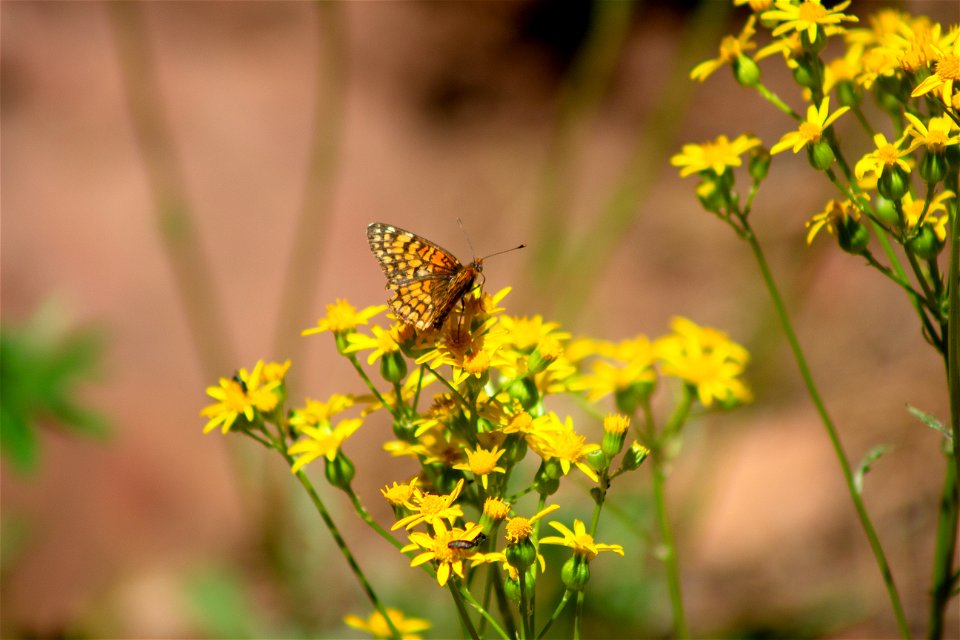 Springtime - West Fork of Oak Creek Trail #108