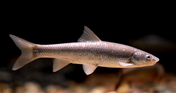 Flathead Chub (Platygobio gracilis)